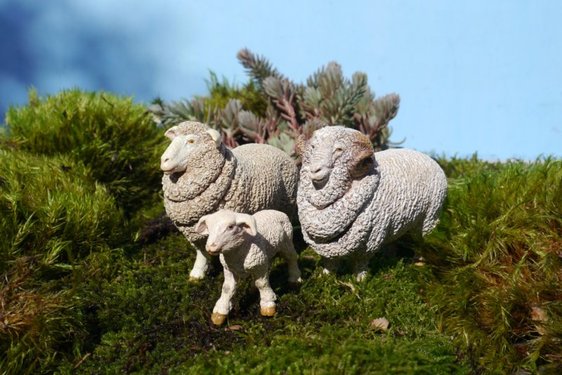 PAPO FIGURINA OAIE MERINOS - Imagine 1 [ps:41faa7e1-803a-45c1-9e8f-ac4f453b0002]