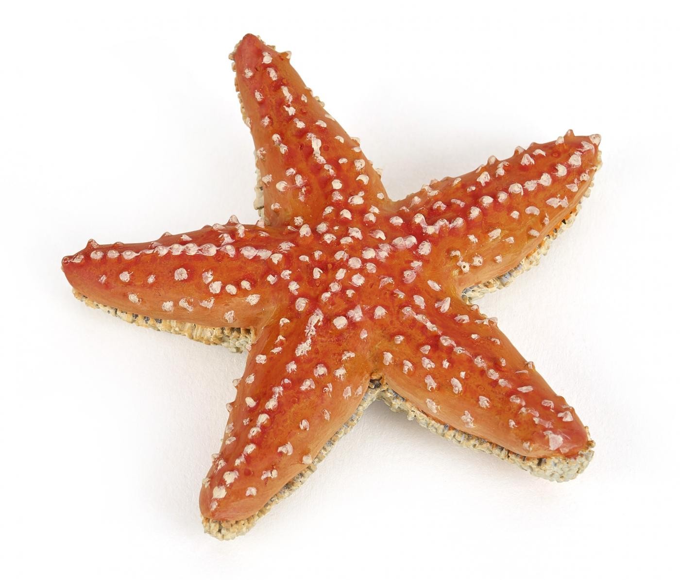 PAPO FIGURINA STEA DE MARE - Imagine 1 [ps:12a92031-ff4c-460b-822a-58423499f3f6]