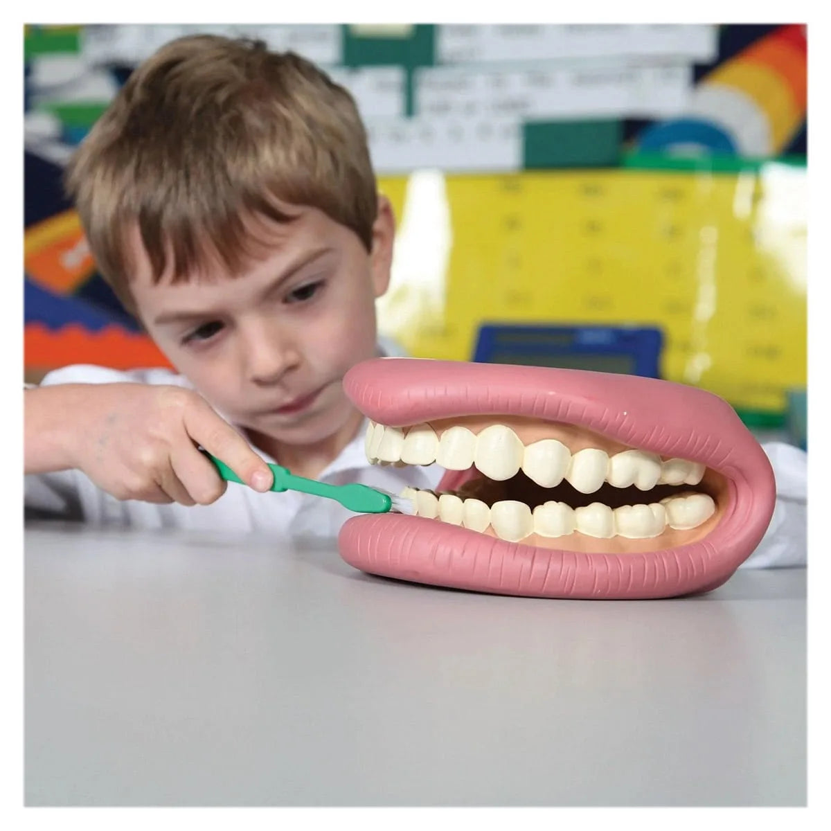 Model Dentar Demonstrativ Tickit - Jucărie de Medic - Default Title (1) [ps:c4dfba36-402d-448f-badd-87a2f92c87d4]