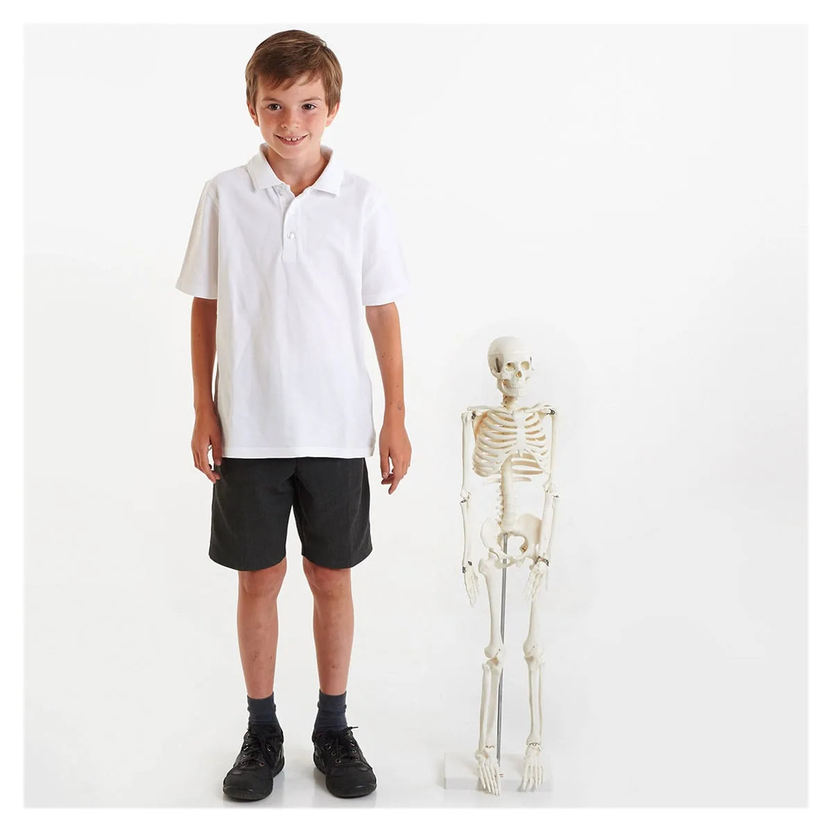 Schelet Uman 85 cm Tickit - Jucărie Educativă - Default Title (1) [ps:0e0e5354-8736-483c-b7f8-a1cdc6ead105]