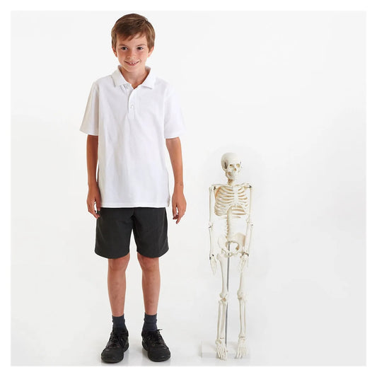 Schelet Uman 85 cm Tickit - Jucărie Educativă - Default Title (1) [ps:0e0e5354-8736-483c-b7f8-a1cdc6ead105]