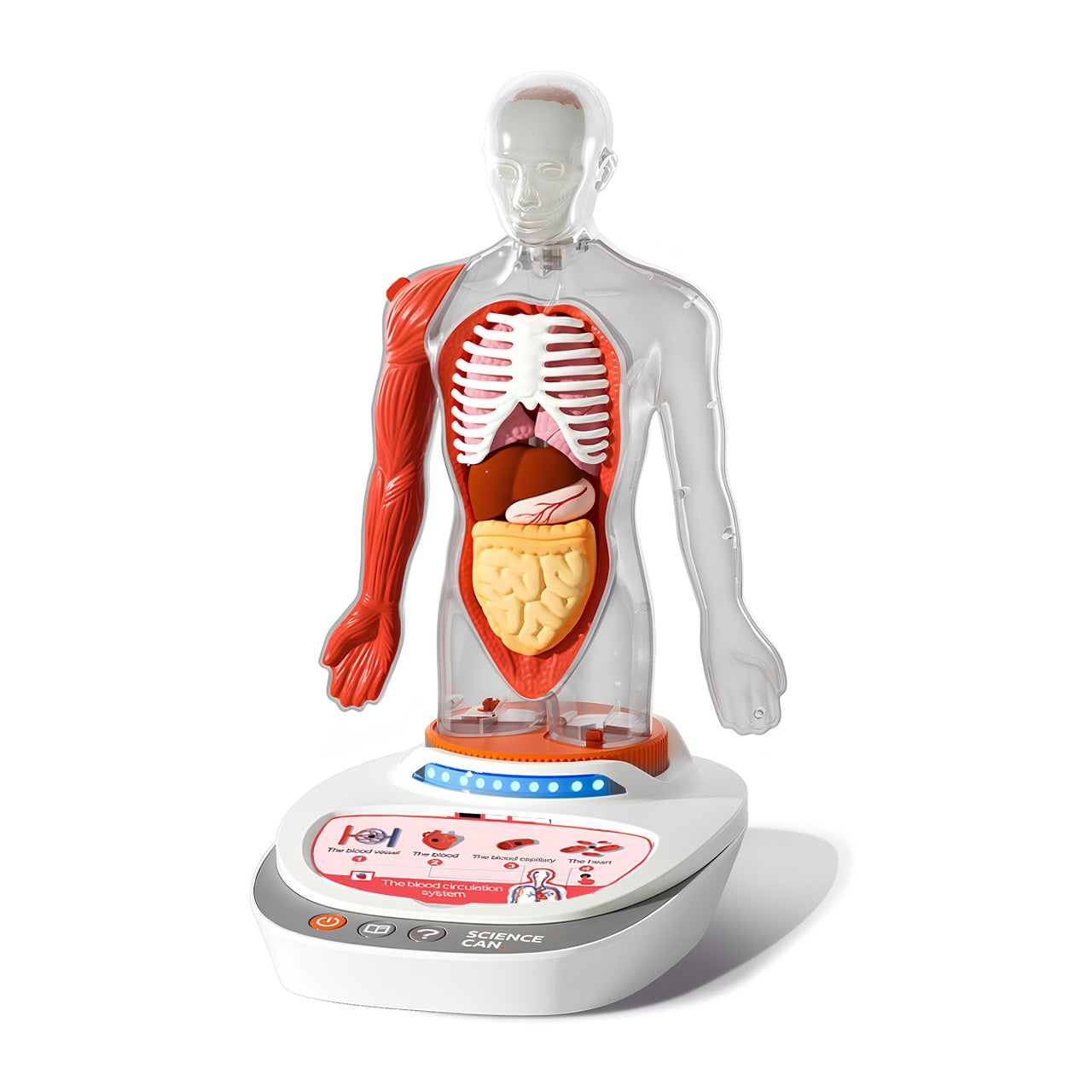 Joc STEM Anatomia umana, TopBright TopBright ScienceCan - Imagine 1 [ps:2a962c97-5833-4659-b988-1d258b3e8b99]