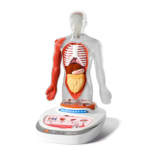 Joc STEM Anatomia umana, TopBright TopBright ScienceCan - Imagine 1 [ps:2a962c97-5833-4659-b988-1d258b3e8b99]