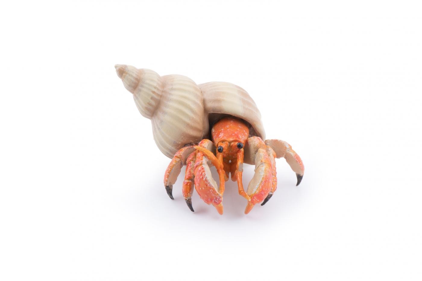 PAPO FIGURINA CRAB PUSTNIC - Imagine 1 [ps:41b7942b-7a85-4fe1-ae8f-2d5e4166c588]