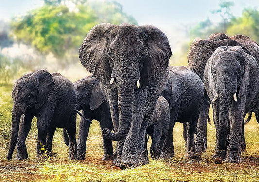 PUZZLE TREFL 1000 ELEFANTI AFRICANI - Imagine 2 [ps:282b8547-bd3b-4228-b9c9-61bc25f0ce38]