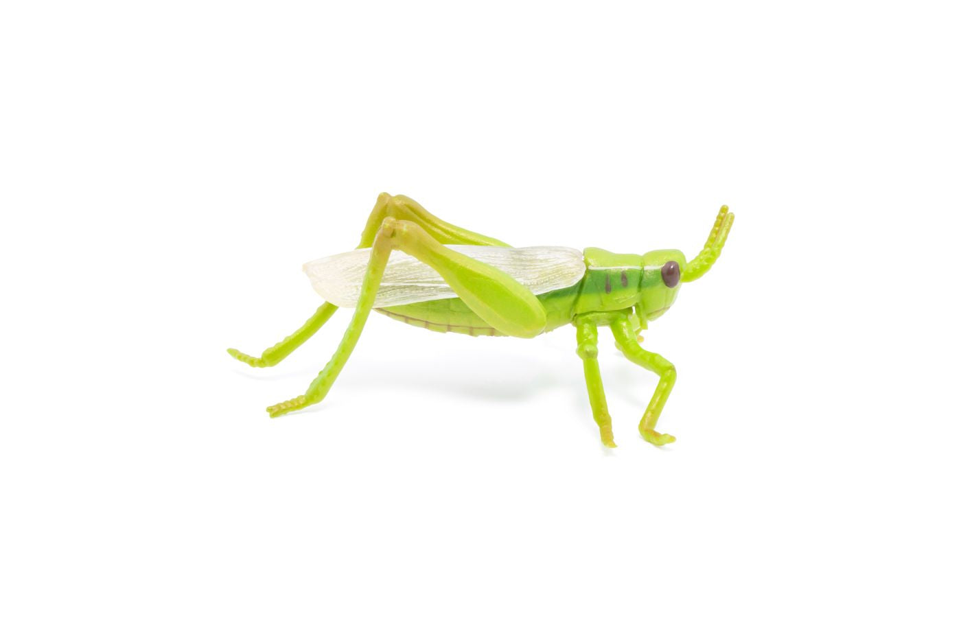PAPO FIGURINA LACUSTA - Imagine 3 [ps:8f6316a0-77e0-4d45-9a5d-3afaf1e89ff7]