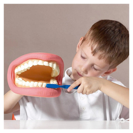 Model Dentar Demonstrativ Tickit - Jucărie de Medic - Default Title (2) [ps:f2e22b15-f681-4024-abd8-31ed799644cc]