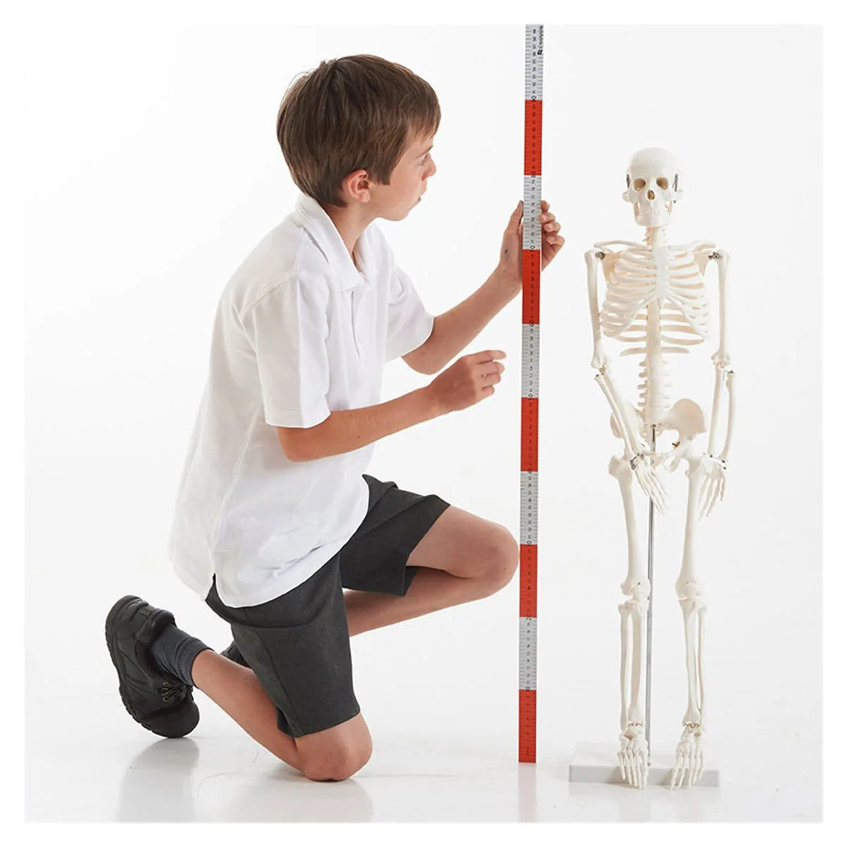 Schelet Uman 85 cm Tickit - Jucărie Educativă - Default Title (2) [ps:6d46f2e8-8e0f-4f1d-946b-2469ce793476]