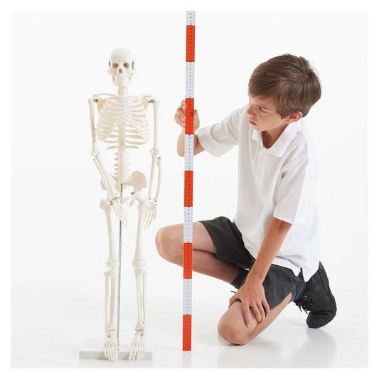 Schelet Uman 85 cm Tickit - Jucărie Educativă - Default Title (3) [ps:9a0731d6-b7a2-4b22-ab28-72a182848e2f]