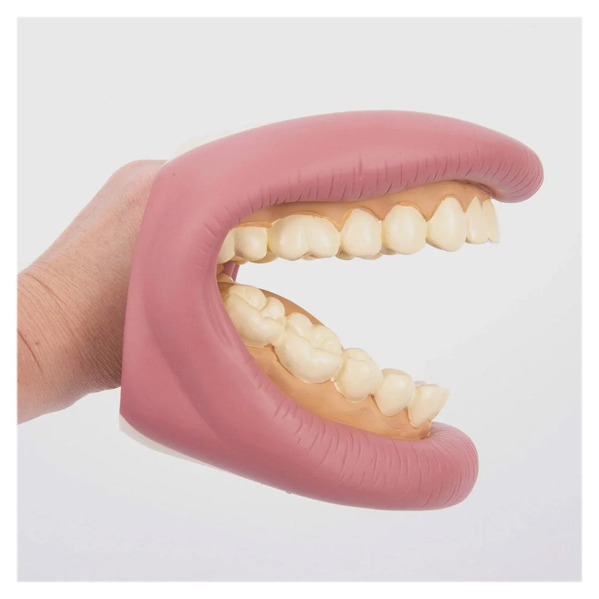 Model Dentar Demonstrativ Tickit - Jucărie de Medic - Default Title (3) [ps:9e47fade-dcc8-40a8-9731-8610b8475b35]