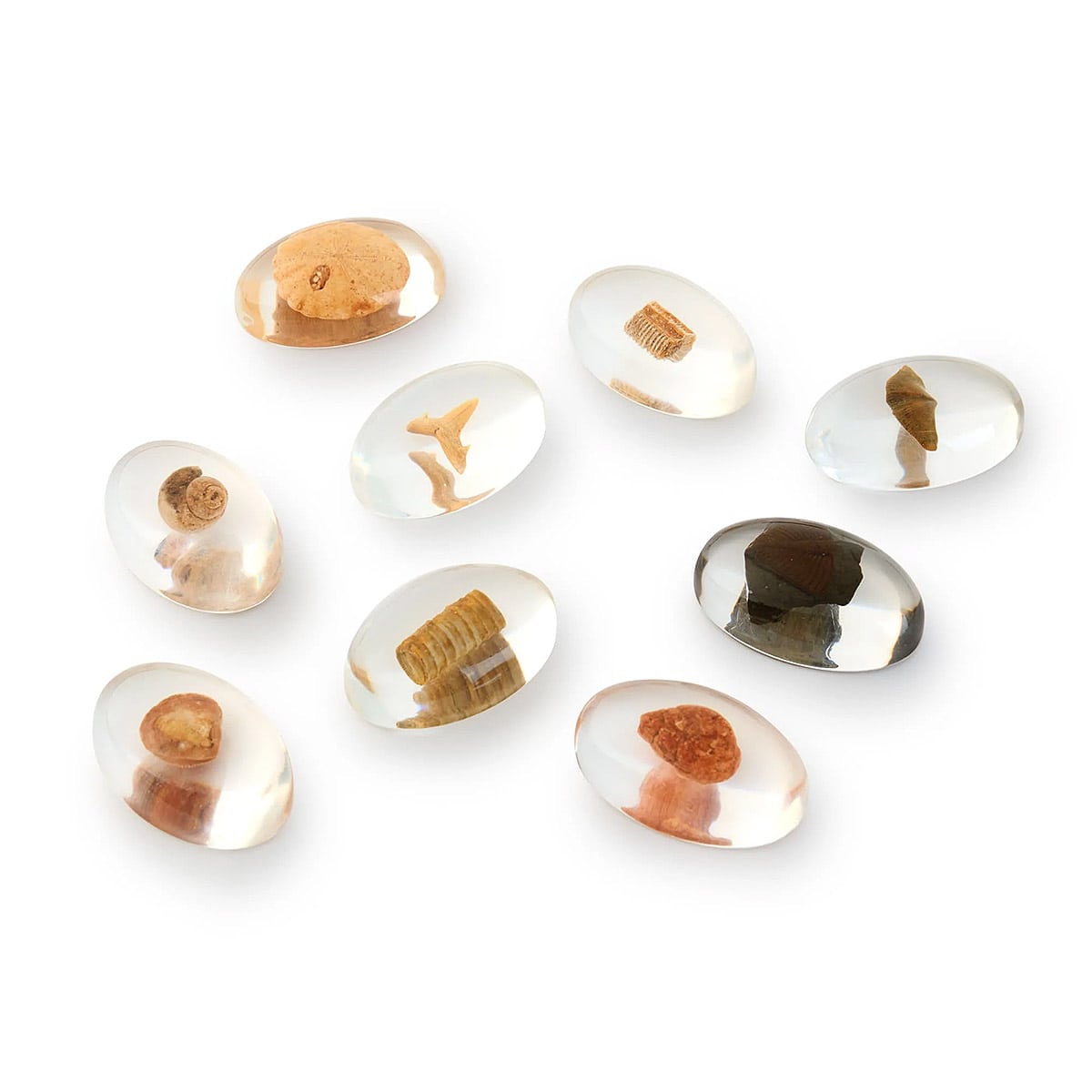 Specimen Stones Guidecraft - Pietre cu Fosile din Acril - Default Title (4) [ps:5cb25e41-2da0-49e9-ad5a-fc749099101b]