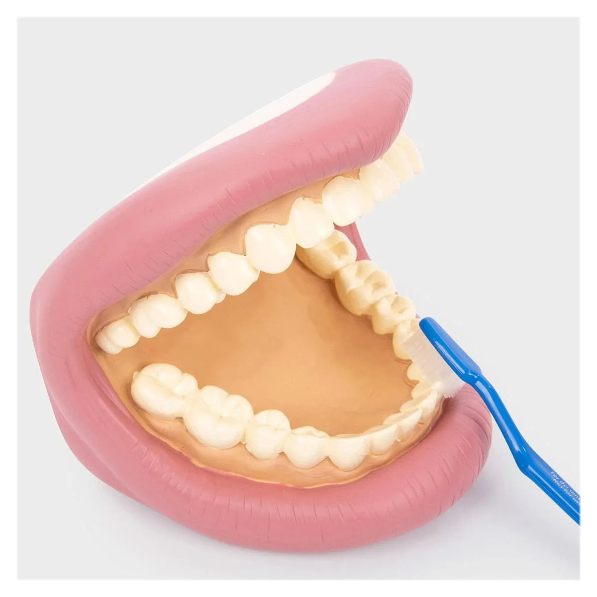 Model Dentar Demonstrativ Tickit - Jucărie de Medic - Default Title (4) [ps:163196fe-21a2-435b-85ba-663855601e91]