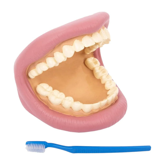 Model Dentar Demonstrativ Tickit - Jucărie de Medic - Default Title [ps:9ad24d4e-a1fe-44c3-8200-78c57ec9e33d]